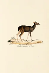 Malayan Deer Doe