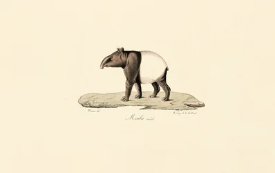 Malayan Tapir