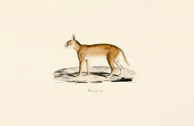 Male Caracal
