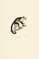 Male Common Squirrel Monkey