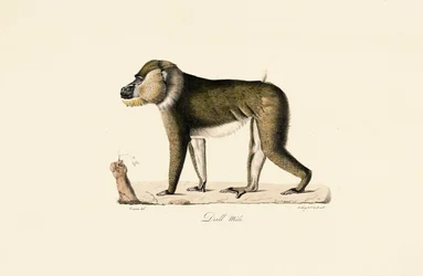 Male Gelada Baboon