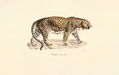 Male Leopard