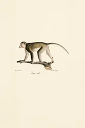 Male Squirrel Monkey