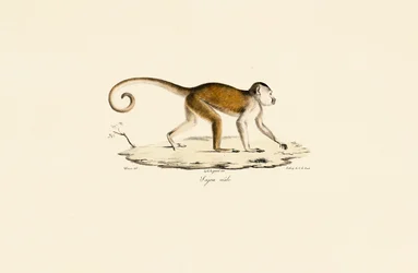 Male Tufted Capuchin