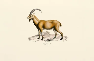 Male Wild Goat
