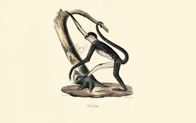 Mantled Guereza
