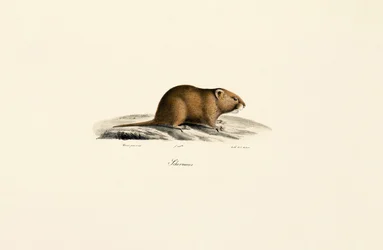 Mole Vole