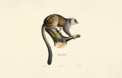 Mongoose Lemur (Female)