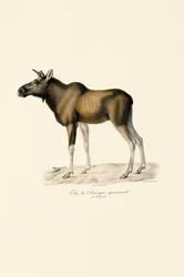 Moose