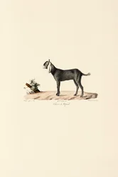 Nepalese Goat