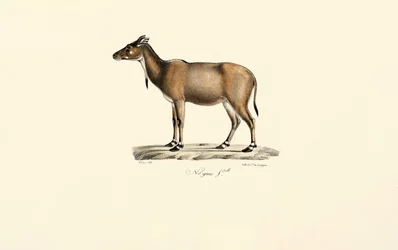 Nilgai Antelope