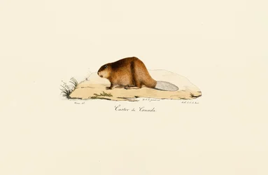 North American Beaver