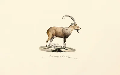 Nubian Ibex