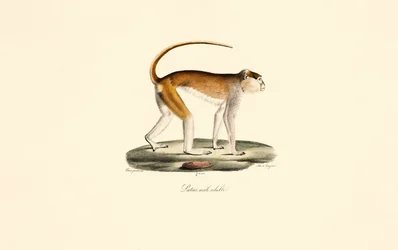 Patas Monkey (Adult Male)