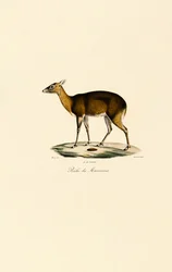 Philippine Spotted Deer