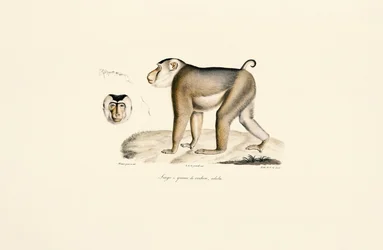 Pig-tailed Macaque
