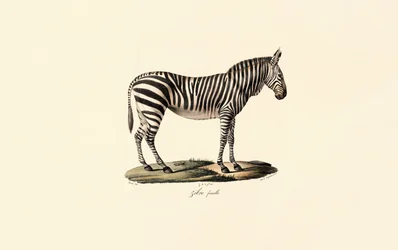 Female Plains Zebra