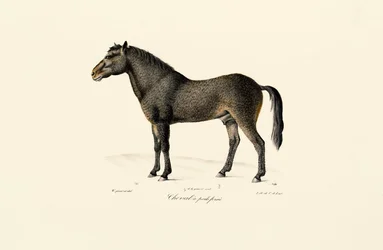 Przewalski