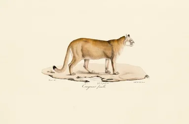 Puma, Female