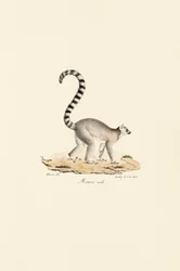 Male ring-tailed lemur