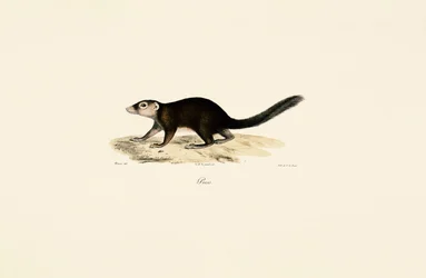 Ring-tailed Vontsira