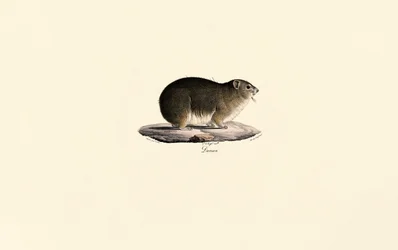 Rock Hyrax