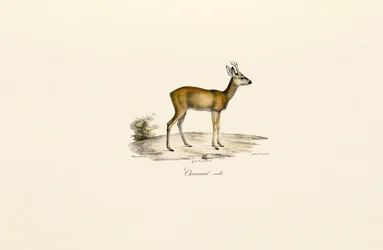 Roe Deer Buck