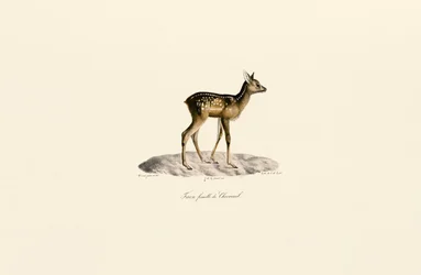 Roe Deer Fawn