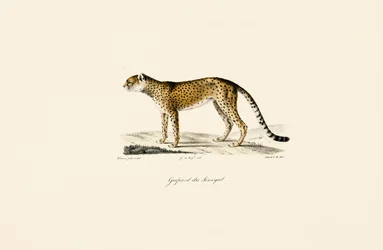 Senegal Cheetah