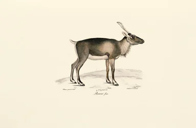 Siberian Musk Deer