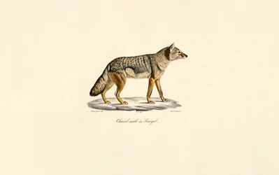 Side-striped Jackal from Senegal