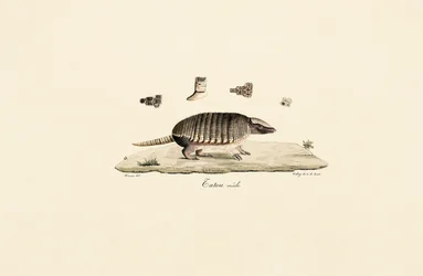 Six-banded Armadillo (Male)
