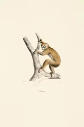 Slow Loris