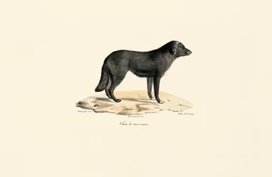 South American Skunk