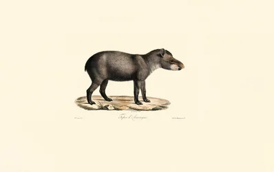 South American Tapir