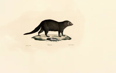 South American Tayra
