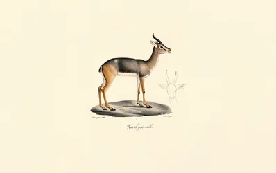 Southern Reedbuck