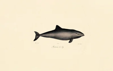 Southern Right Whale Dolphin