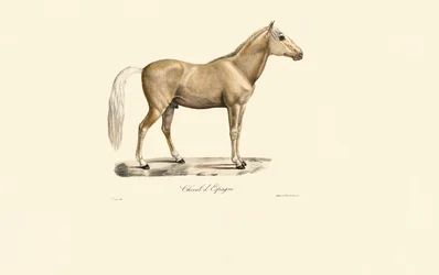 Spanish Horse