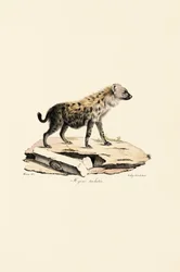 Spotted Hyena