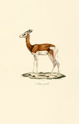 Springbok (Female)