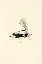 Striped Skunk