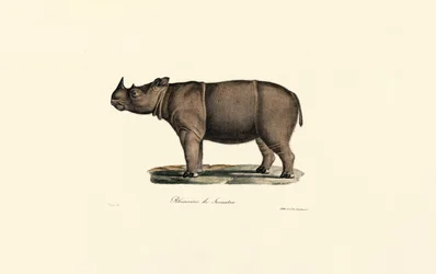 Sumatran Rhinoceros