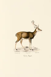Swamp Deer