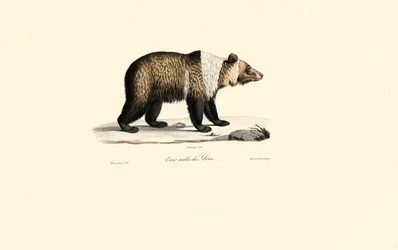 Syrian Brown Bear