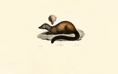 Tayra and Ferret