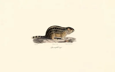 Thirteen-lined Ground Squirrel