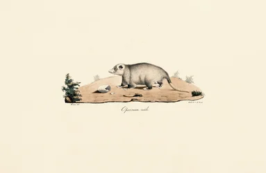 Virginia Opossum