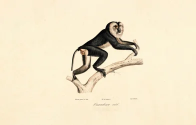 White-collared Mangabey (Male)