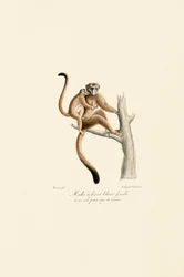 White-crowned Mangabey with Young